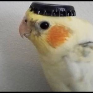 Meet your Posher, Meg